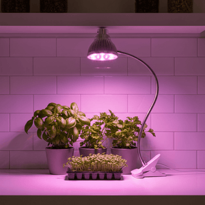 Clip-on LED grow light illuminating herbs and seedlings on a kitchen counter with a flexible neck.