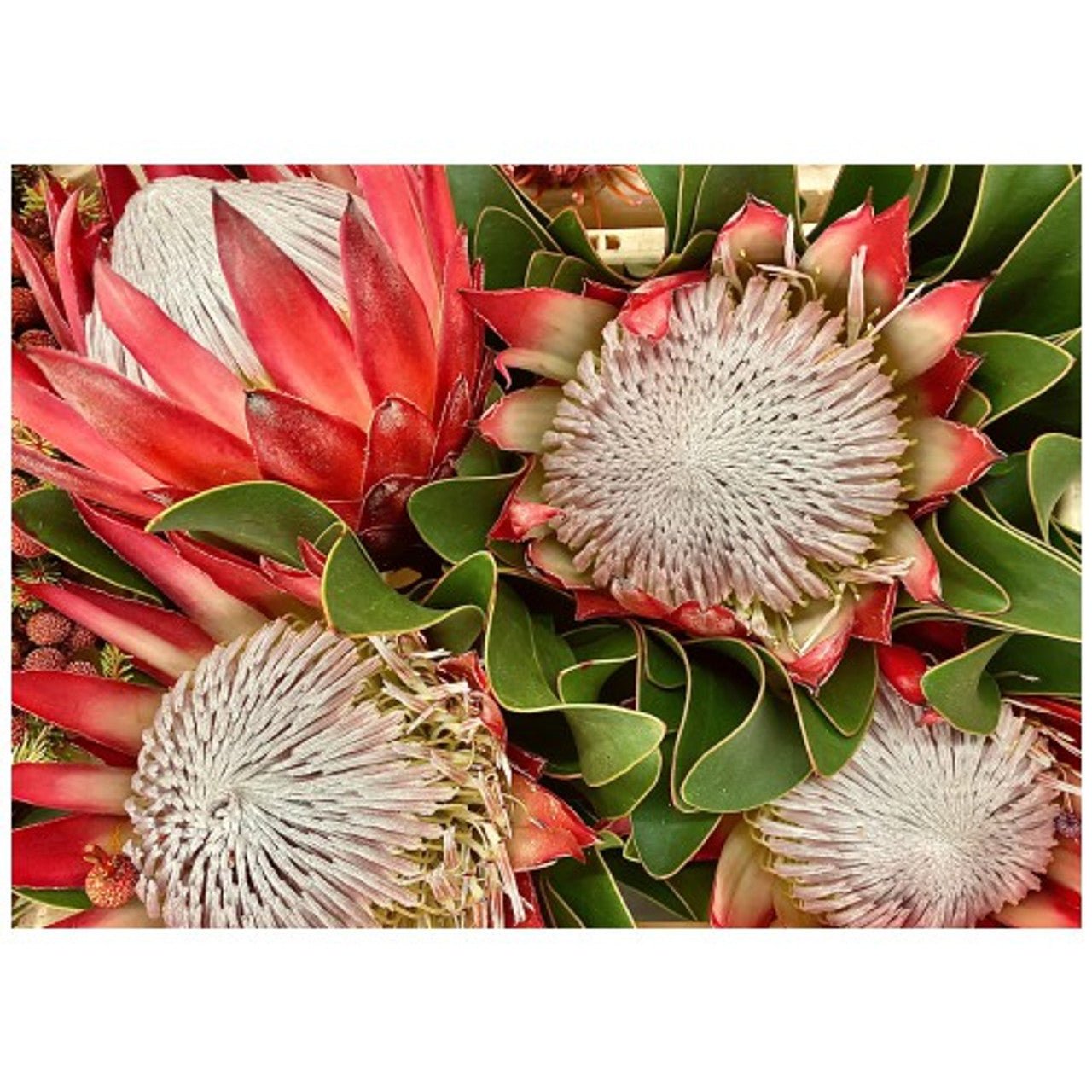 Four Kings Proteas Disposable Placemat - 24 Pack - Future Decor