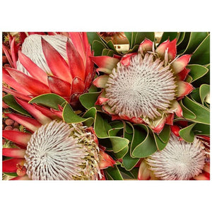 Four Kings Proteas Disposable Placemat - 24 Pack - Future Decor