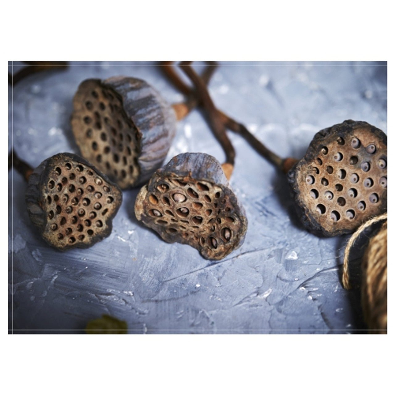 Lotus Pods Disposable Paper Placemat - 24 Pack - Future Decor