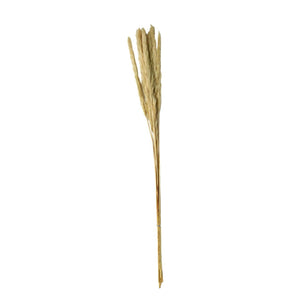 Real Pampas Grass 60cm - Future Decor