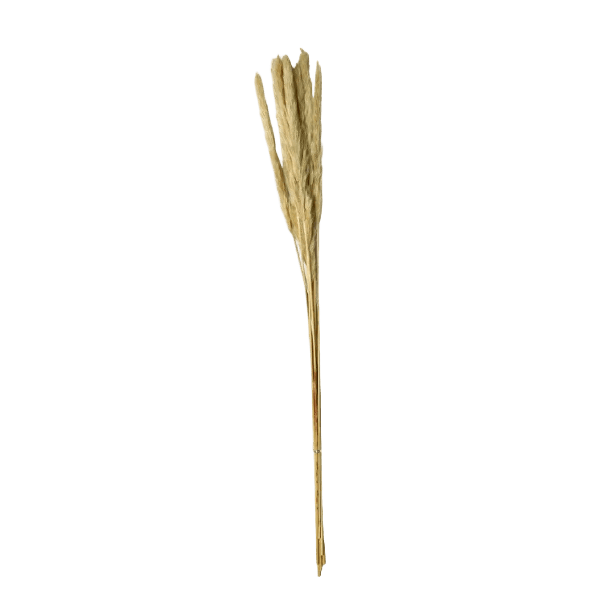 Real Pampas Grass 60cm